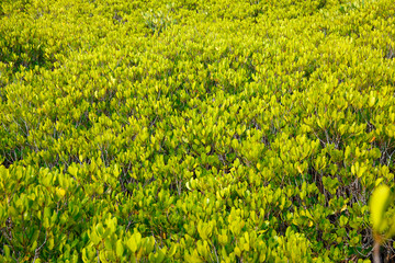 Fototapeta premium among the Mangrove forest Thailand