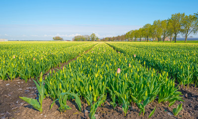 Tulips in a field in spring
