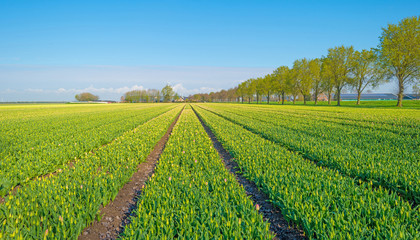 Tulips in a field in spring