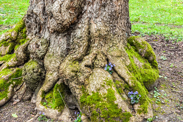 6983 Stamm mit Gundermann