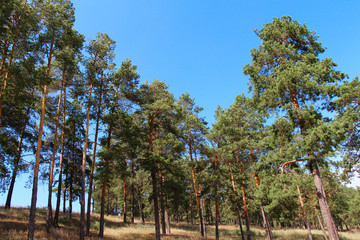Fototapeta na wymiar Forest landscape with pine trees