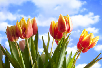Beautiful tulips on nature background