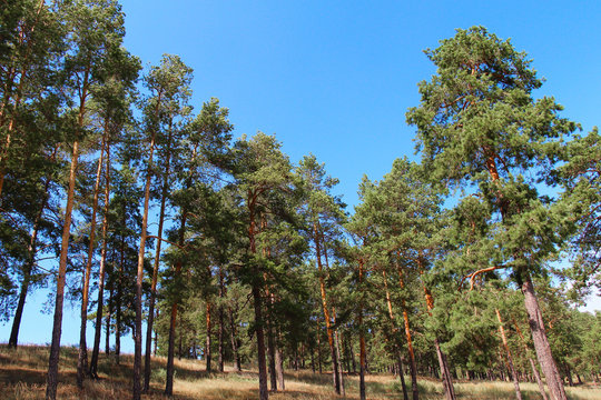 Fototapeta Forest landscape with pine trees