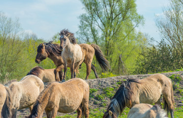 Feral horses in nature in spring