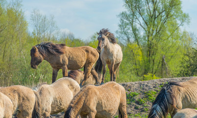 Feral horses in nature in spring