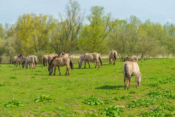 Naklejka na ściany i meble Feral horses in nature in spring