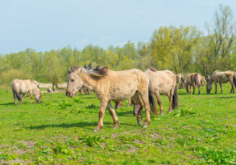 Naklejka na ściany i meble Feral horses in nature in spring