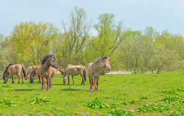 Feral horses in nature in spring