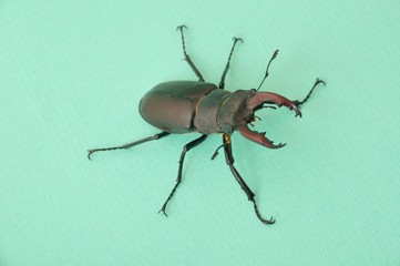 Stag beetle - Lucanus cervus