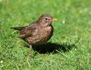 Close up of a female Blackbird in Spring