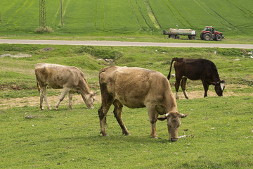 Fototapeta na wymiar Cows grazing on the background of a wide green field