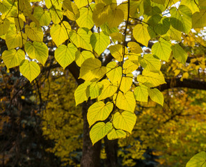 linden branch with leaves