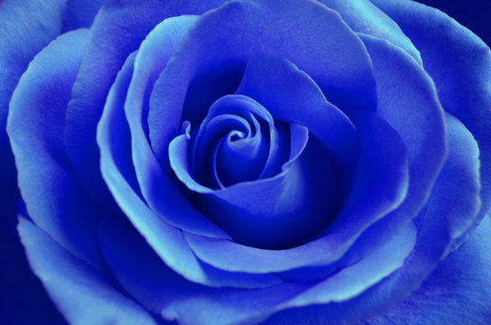 bright blue rose close up
