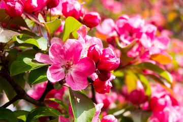 Fototapeta na wymiar Red cherry flower are blooming in the Spring season