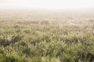 Meadow in mist on a summer morning.