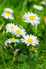 Little daisy flower on the green garden
