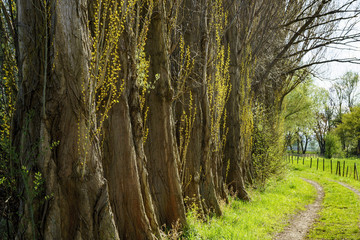 Frühling in der Zülpicher Börde
(Wanderweg bei Floren am Vlattener Bach)