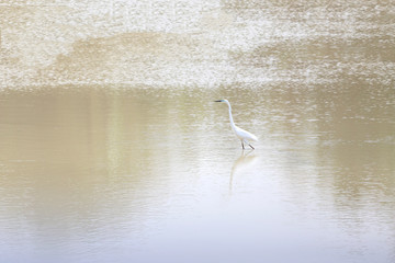 White Heron or Bittern.