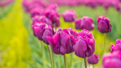 Obraz premium Colorful tulips close up. Beautiful tulips in the spring. Variety of spring flowers blooming on fields.