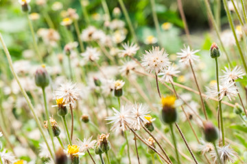 Grass field with little grass flower