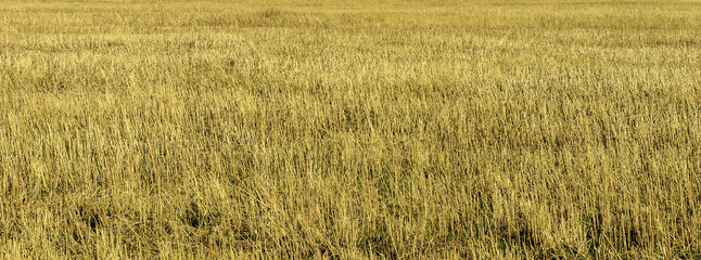 Dry yellow grass