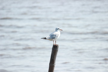 Seagull on a log