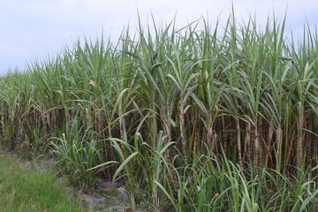 Obraz premium sugar cane field in Vietnam