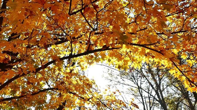 autumn walk in forest