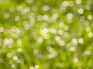 Obraz premium Zielone światła bokeh w słoneczny dzień
