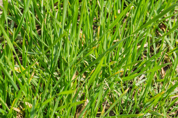 Green grass close up