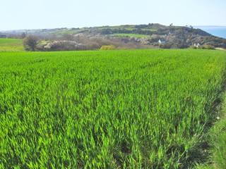 Wheat field