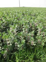 Broad bean plantin field