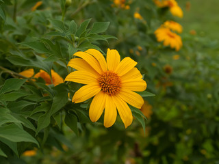 Flowers yellow at sunrise