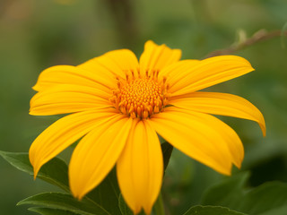 Flowers yellow at sunrise