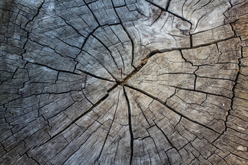 Wood texture of cut tree trunk, close up