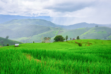 Obraz premium Green Rice fields on terraced Chiangmai ,Thailand