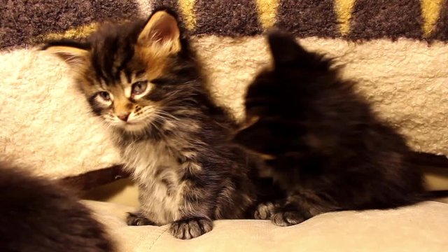 Funny cats Maine Coons