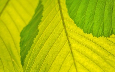 Kastanienblatt Nahaufnahme