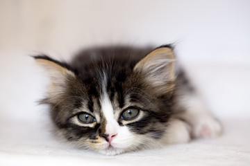 Obraz premium Yavru Kedi