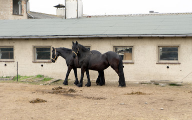 black Horses / black Horses in a paddock
