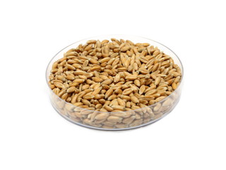 Dinkel (Triticum aestivum) in Petrischale
