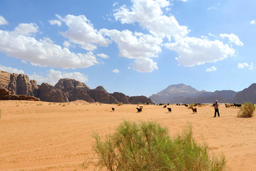 Obraz premium pascolo