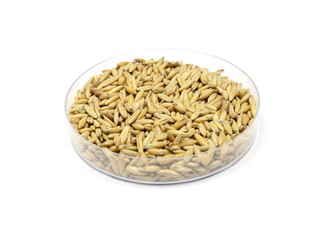 Hafer (Avena sativa) in Petrischale
