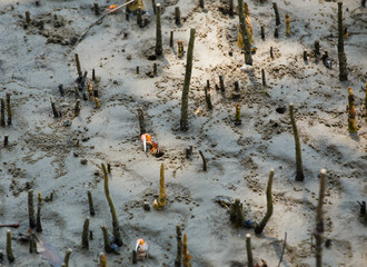 The crabs are living in the mangroves.