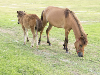 Fototapeta premium Portrait of nice quarter horse