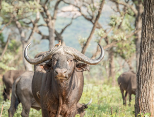 Fototapeta na wymiar Buffalo starring in the Kruger National Park.