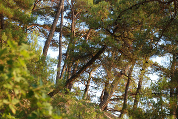trees growing on the rocks