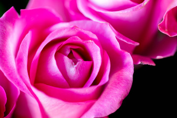 Rose close-up as background