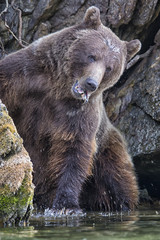 Grizzlybär beim Fischfang