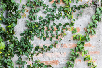 Vine Branch, Vine leaves on wall background